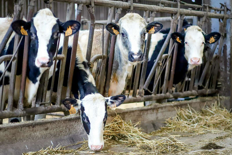 img_170420221130-1341054-aisu0a