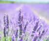 huiles essentielles en flacons avec plantes aromatiques