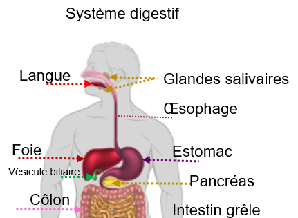 Le système digestif : au cœur de notre équilibre