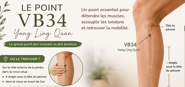 Le point VB34 – Yang Ling Quan : le point des tendons et de la mobilité