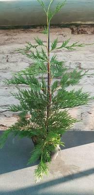 Cupressocyparis leylandii