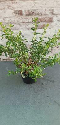 Escallonia rose foncé