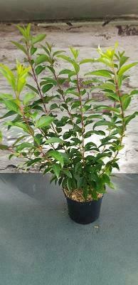 Forsuthia ' Lynwood '