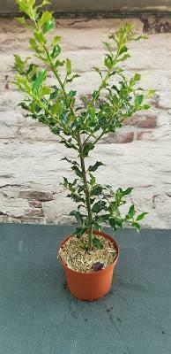 Ilex aquifolium Alaska femelle