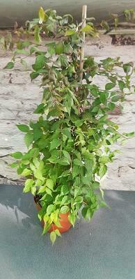 Kolkwitzia amabilis ' Pink Cloud '