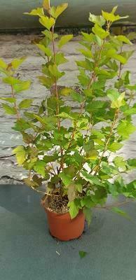 Physocarpus ' Dart's Gold '