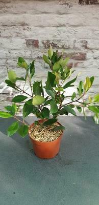 Rhaphiolepsis indica ' Springtime '