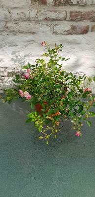 Rosier rampant ' The Fairy Rood '