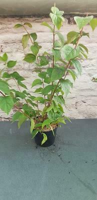 seringat fleur simple ou double