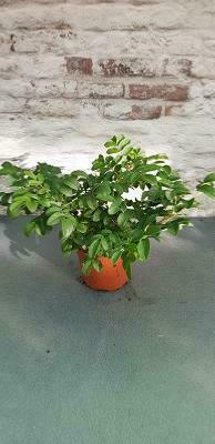 Rosier rugosa de ' l'hay '