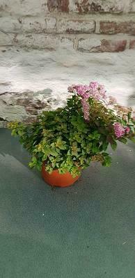 Spirée ' little Princess '