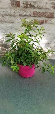 Spirée ' Shirobana '