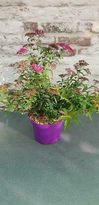 Spirée 'Anthony Waterer'