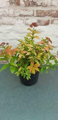 Spirée ' Shirobana '