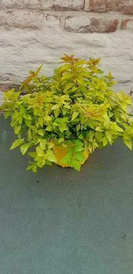 Spirée 'Yellow Moon'