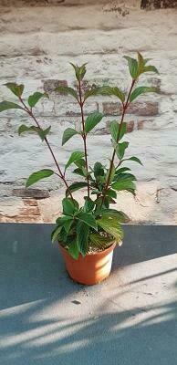 Viburnum Bodnantense