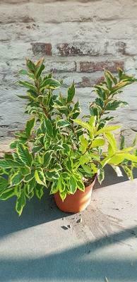 Weigelia florida Variegata