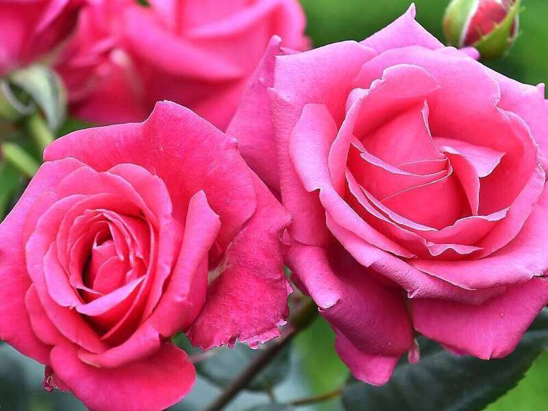 rosier_voluptia_crasy_pink