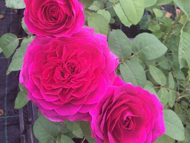 rosier_voluptia_purple