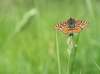 Reiki cheminement personnel vers la transformation