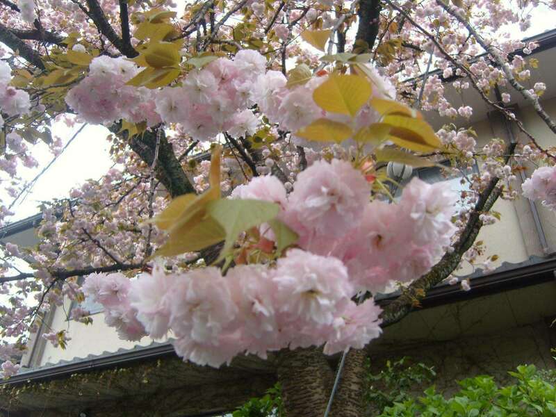 11252547_166333017085057_1833725635004190460_o