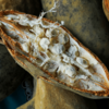 Image d’un fruit de baobab ouvert, révélant sa pulpe blanche séchée et fibreuse – superaliment africain riche en vitamine C, calcium et fibres, utilisé en nutrition infantile et en naturopathie.