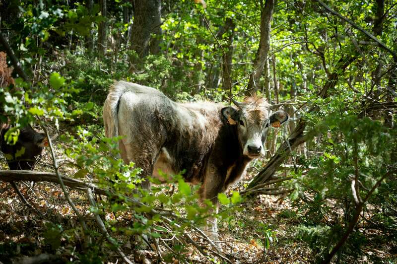 eloi_vaches_04020221008-2655796-1psicd3