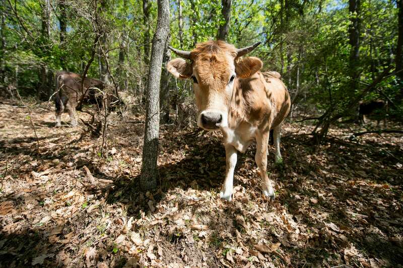 eloi_vaches_04120221008-2655796-rhq6f9