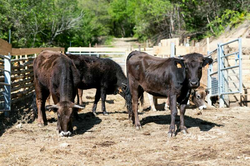 eloi_vaches_00220221008-2655796-ff4eq8