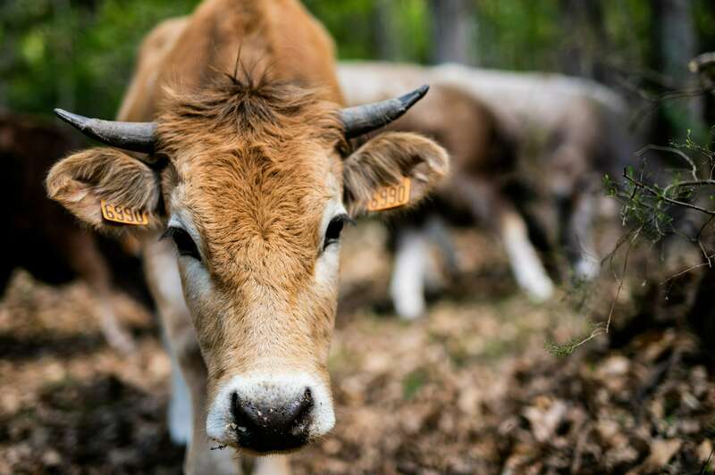 eloi_vaches_02020221008-2655796-1sc1vap