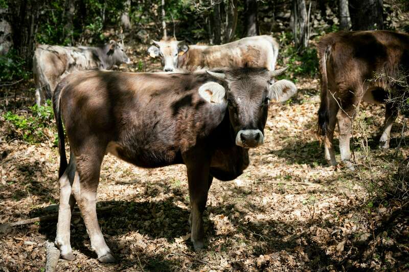 eloi_vaches_03420221008-2655796-9m0cjr