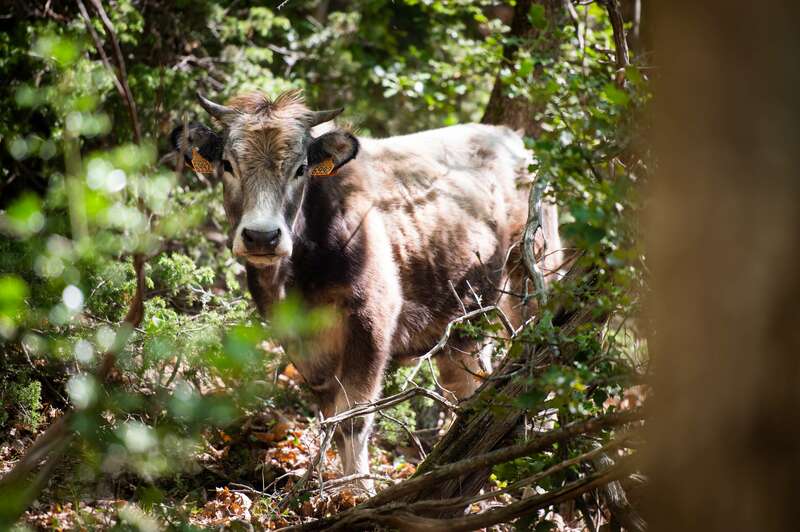 eloi_vaches_04720221008-2655796-1nt8rxb