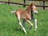 Bienvenue sur le site de Nursery equine