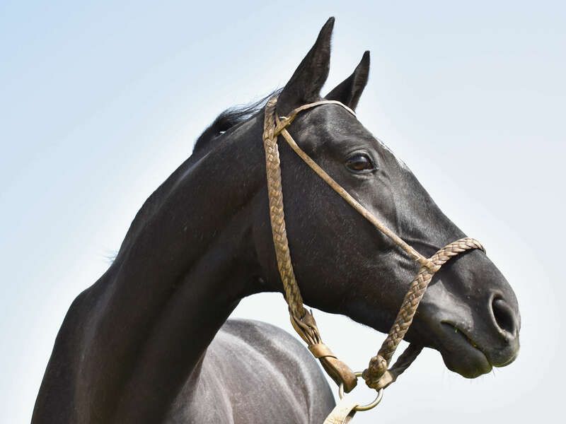 rock_n_roll_portrait