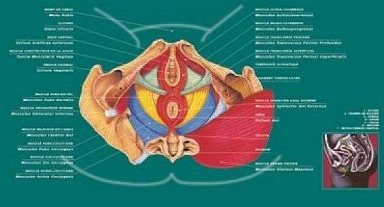 Le périnée c'est quoi? 