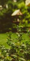 Baptiste Reynard, Création et aménagement de jardins à Gif-sur-Yvette