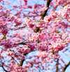 femme enceinte entourée de plantes et de fleurs, symbolisant la périnatalité et la bienveillance