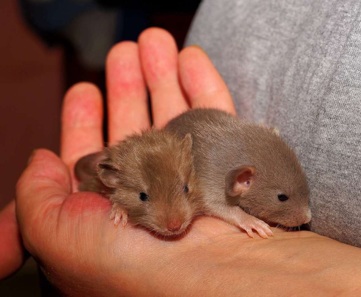 Combien De Rat Par Habitant A Paris Dératisation à Paris 7 (75007)