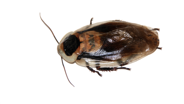 Les moyens naturels d'éloigner les cafards