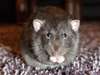 extermination rat gris