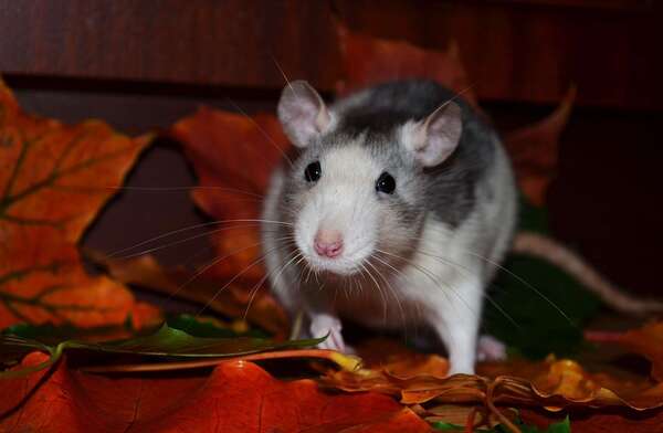 Rats dans les copropriétés : qui doit payer la dératisation ?