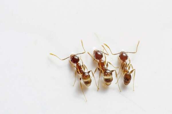 Fourmis dans la maison : pourquoi elles entrent et comment les éloigner