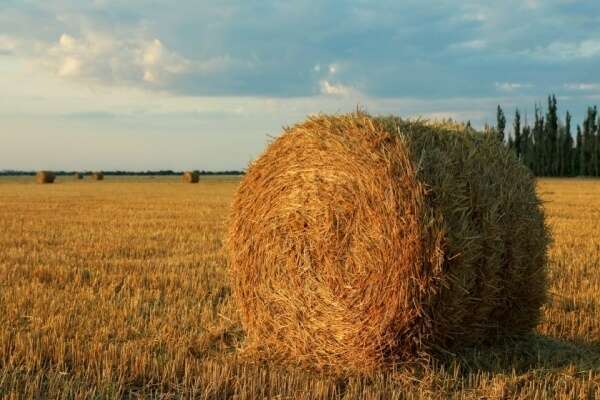 Régimes d’imposition des entreprises agricoles à l’impôt sur le revenu (bénéfices agricoles) – année 2026