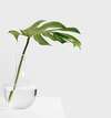Monstera en vase illustrant calme et détente sophrologie