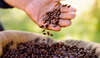 grains de café