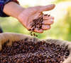 grains de café