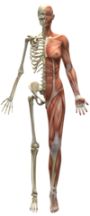 Anatomie du corps humain
