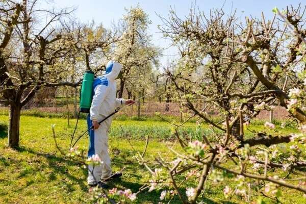 Pesticides interdits dans l’UE : le Conseil d’État valide la “clause de sauvegarde” française face aux importations de fruits et légumes de pays tiers.