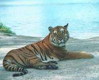 Initiation 1er Degré Reiki