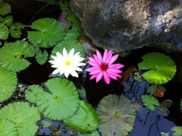 Fibromyalgie : Les thérapeutes la comprennent mieux